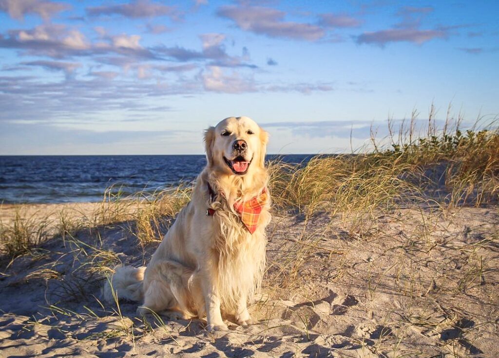 Dog Friendly Amelia Island 