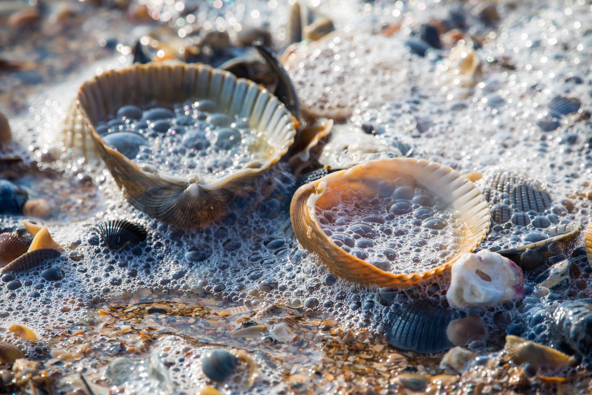 Amelia Island shelling